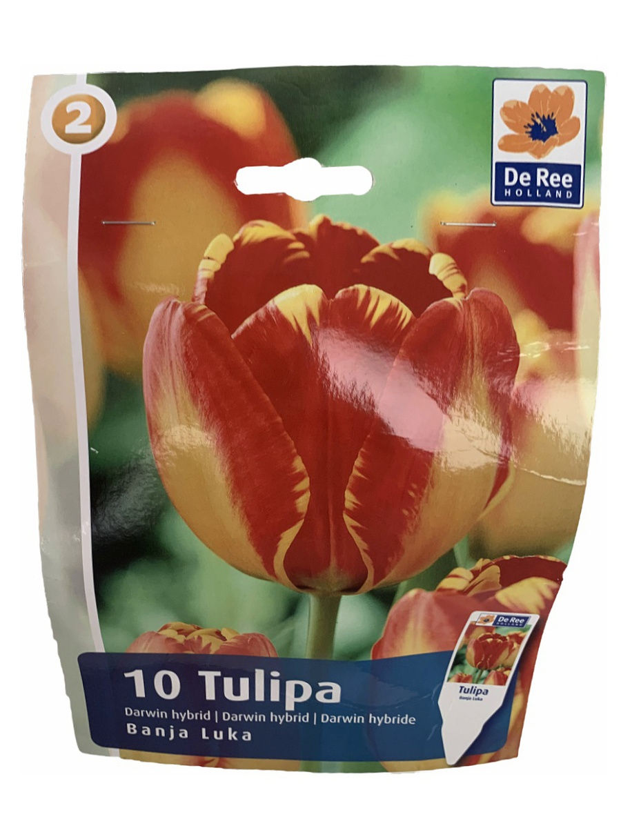 Тюльпан Американ Дрим