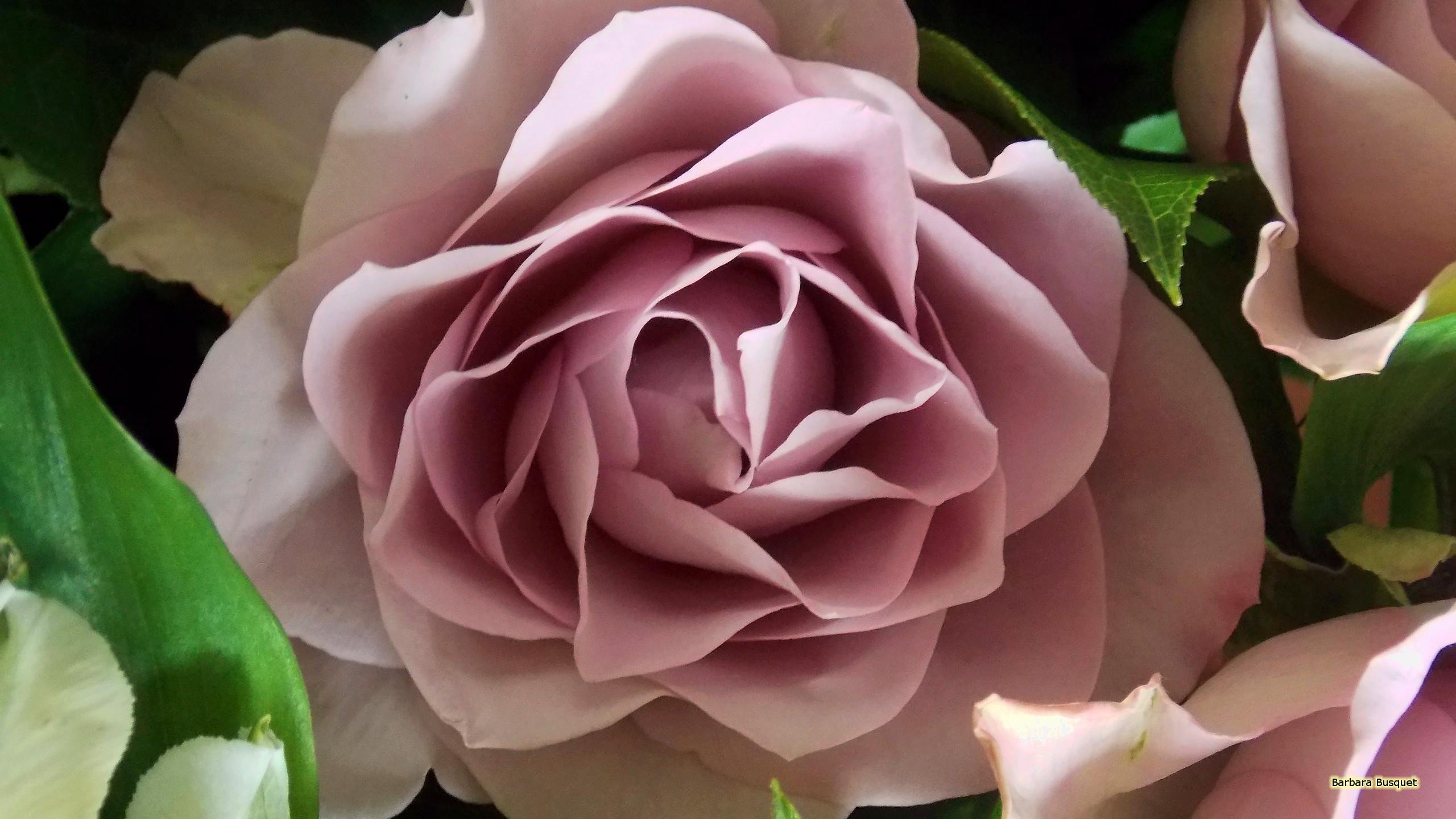 Роза чайно-гибридная hermosa
