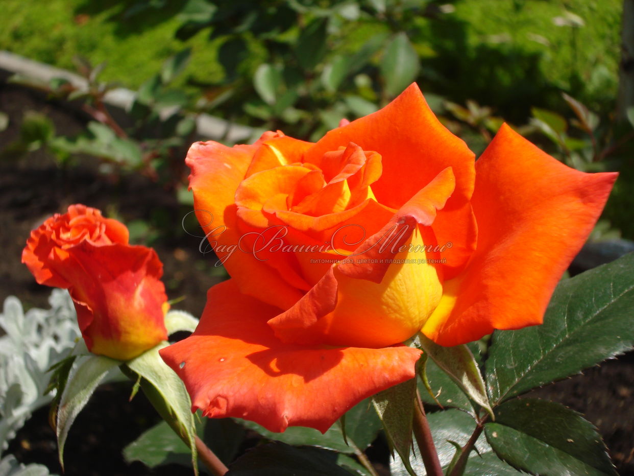 Роза Моника в саду