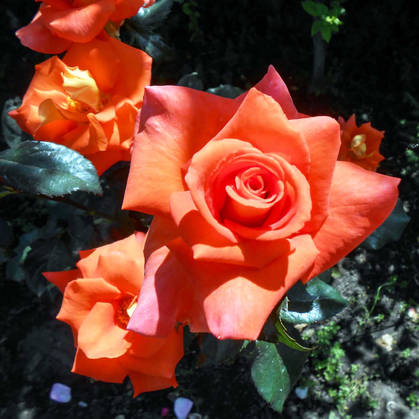 Роза Моника оранжевая
