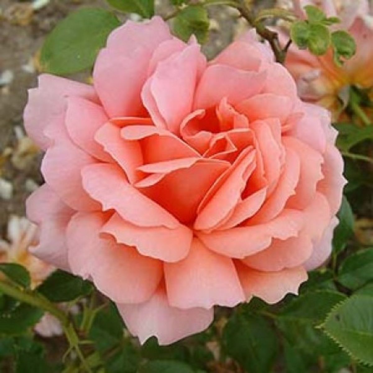 Эдвардс роза