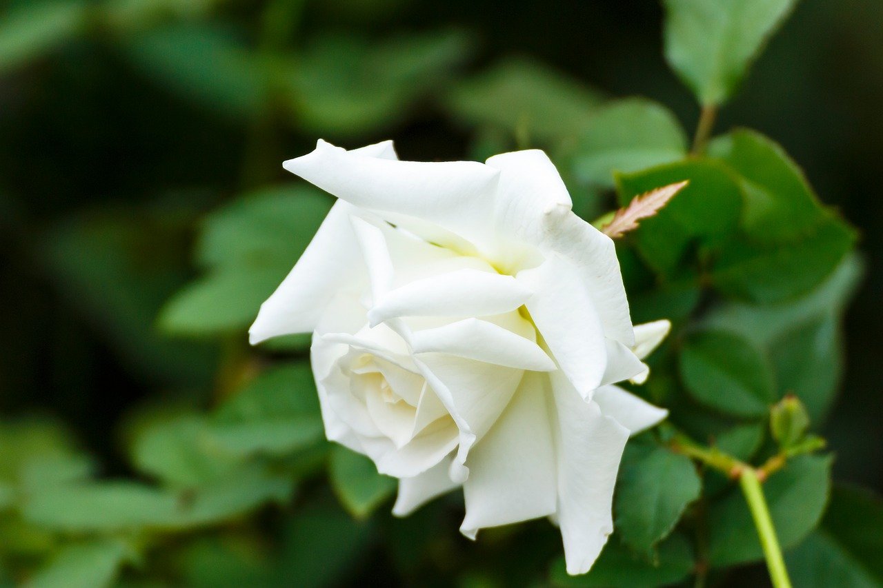 Белые Розы Осенью