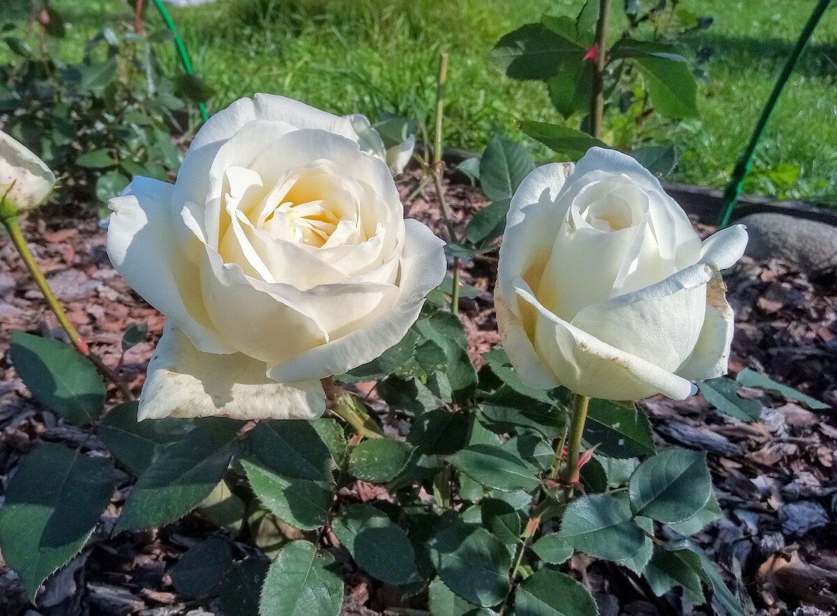 Роза белый медведь (розы Сибири)