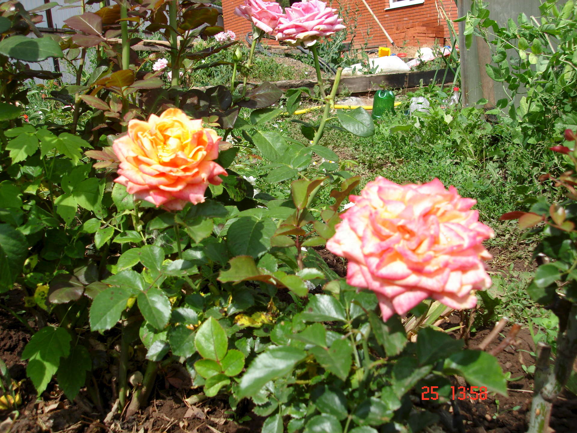 Розы в саду любительские фото