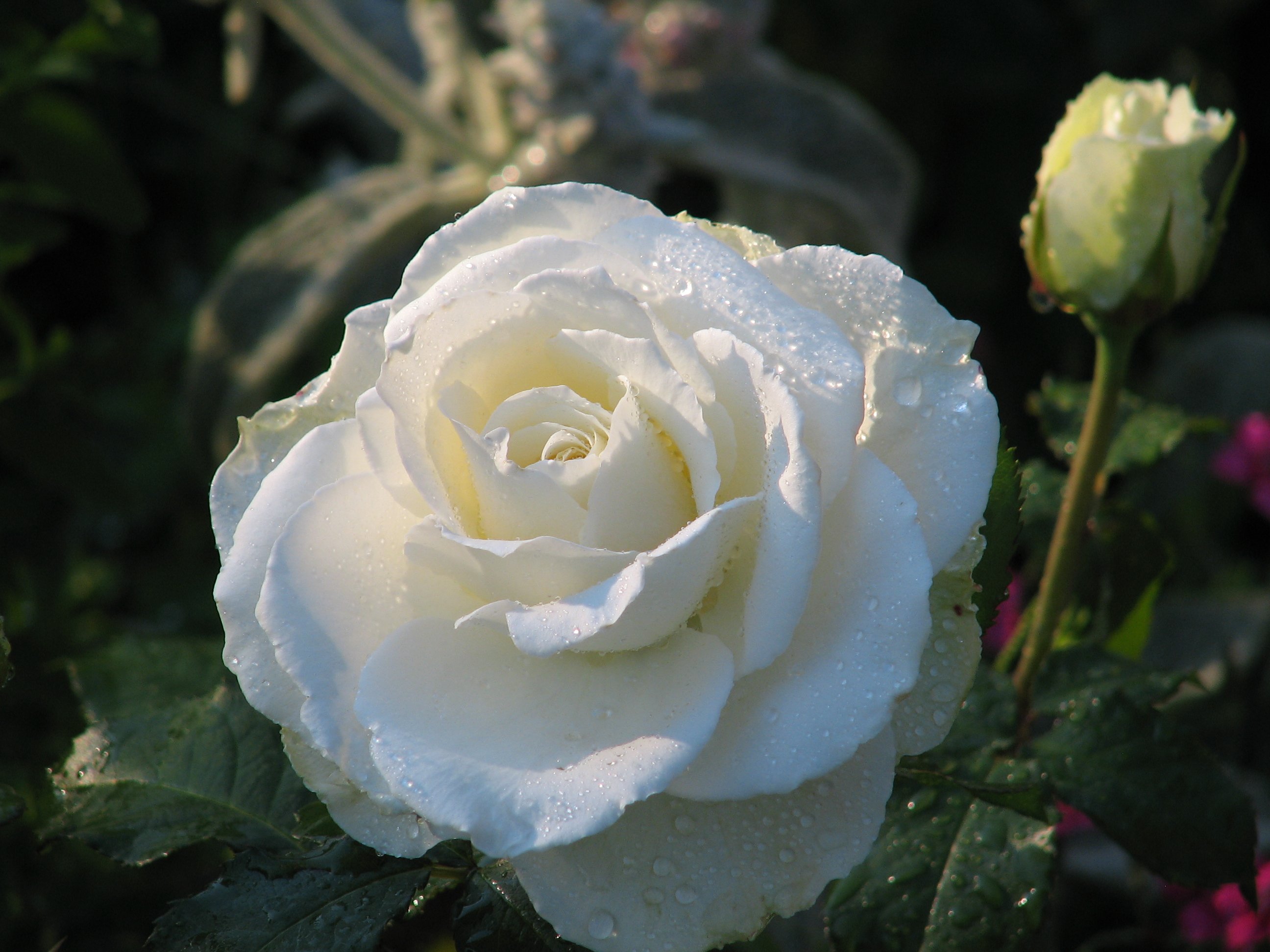 розы белого цвета сорта фото