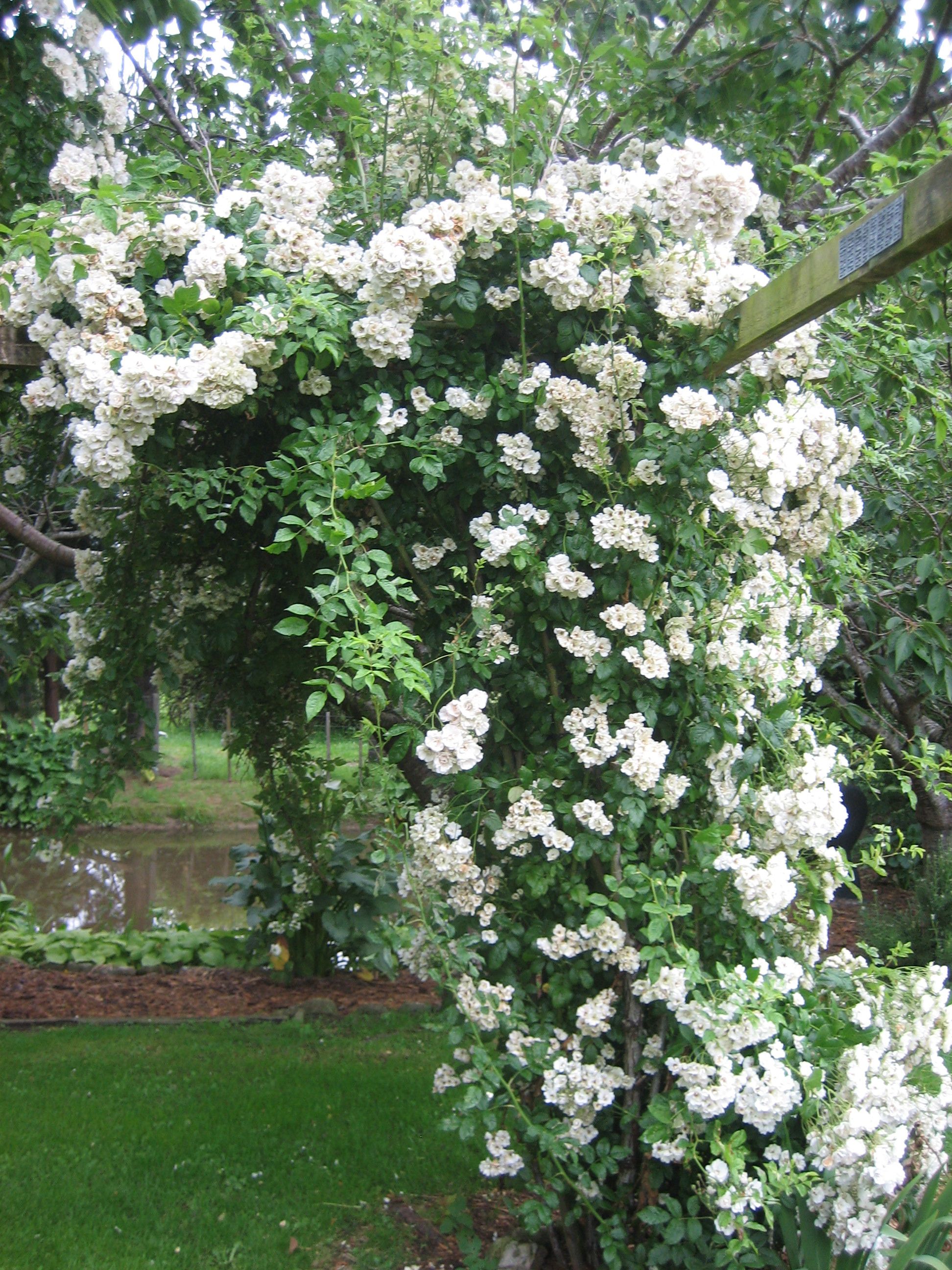 Вартбург роза белая