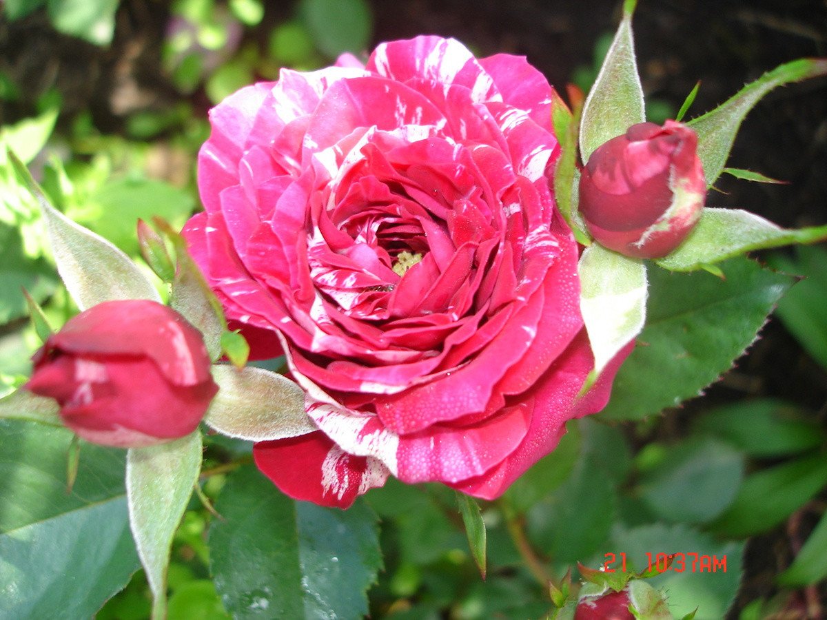 Ароуфолис роза