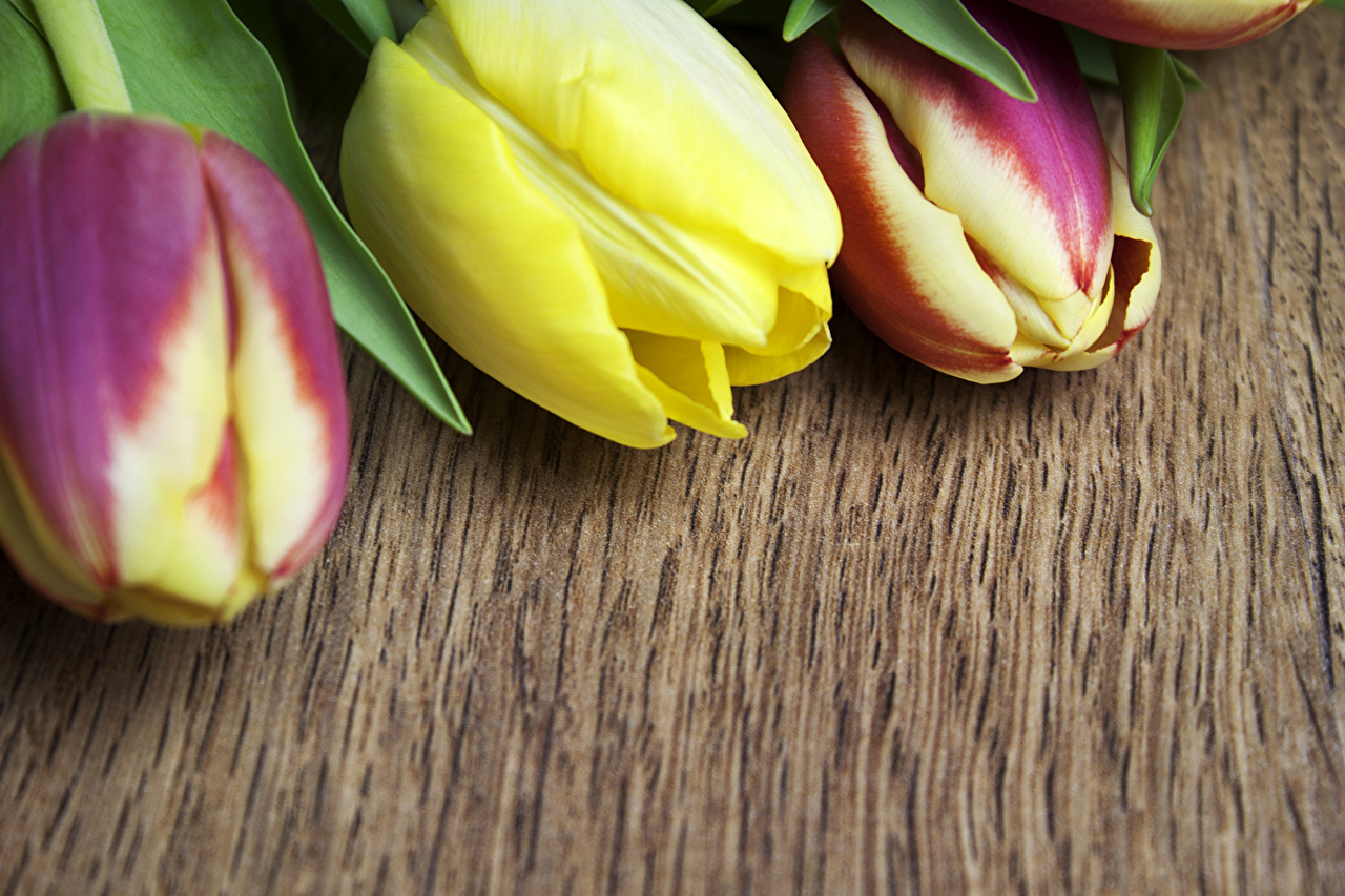 Три разноцветных тюльпана