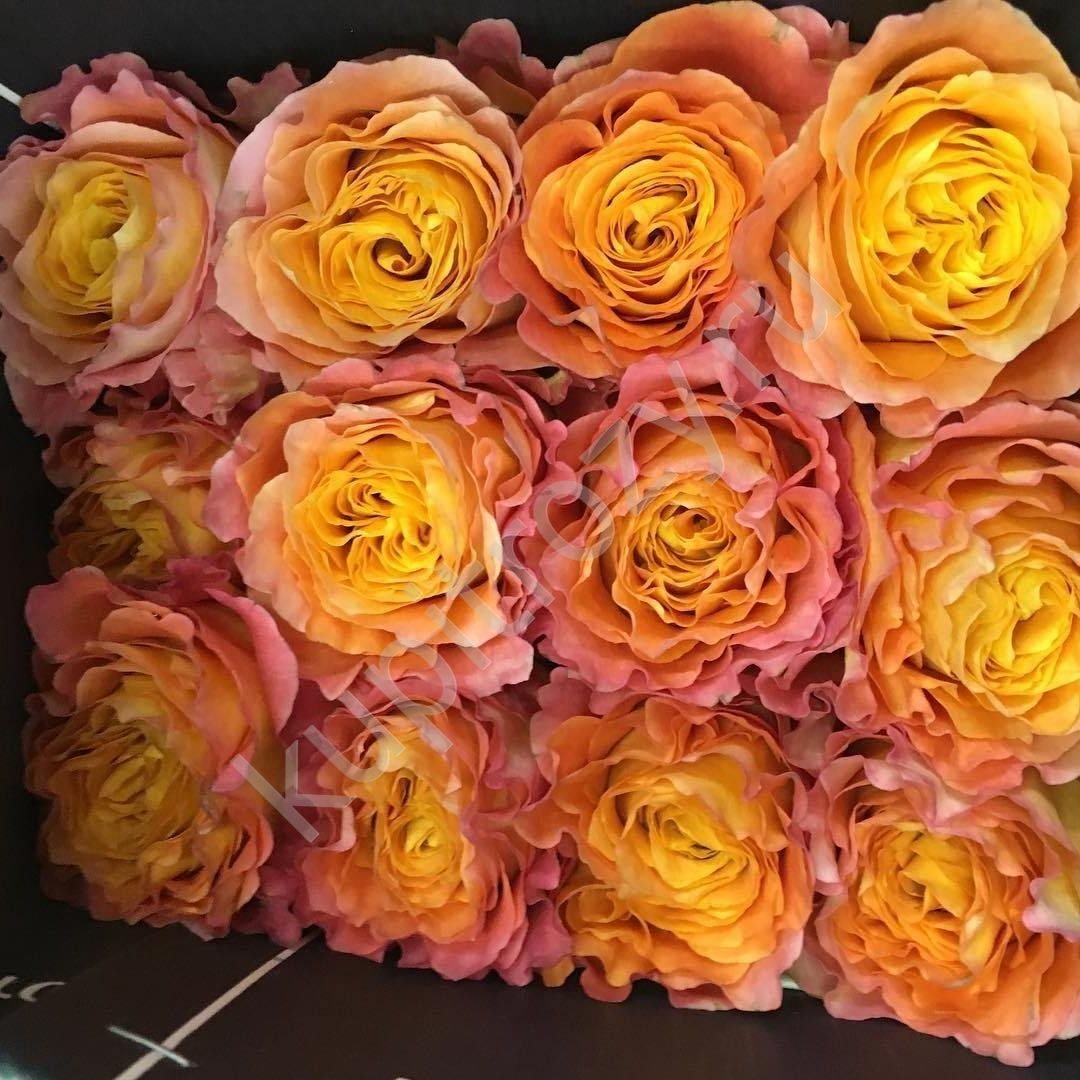 Shimmer роза эквадор