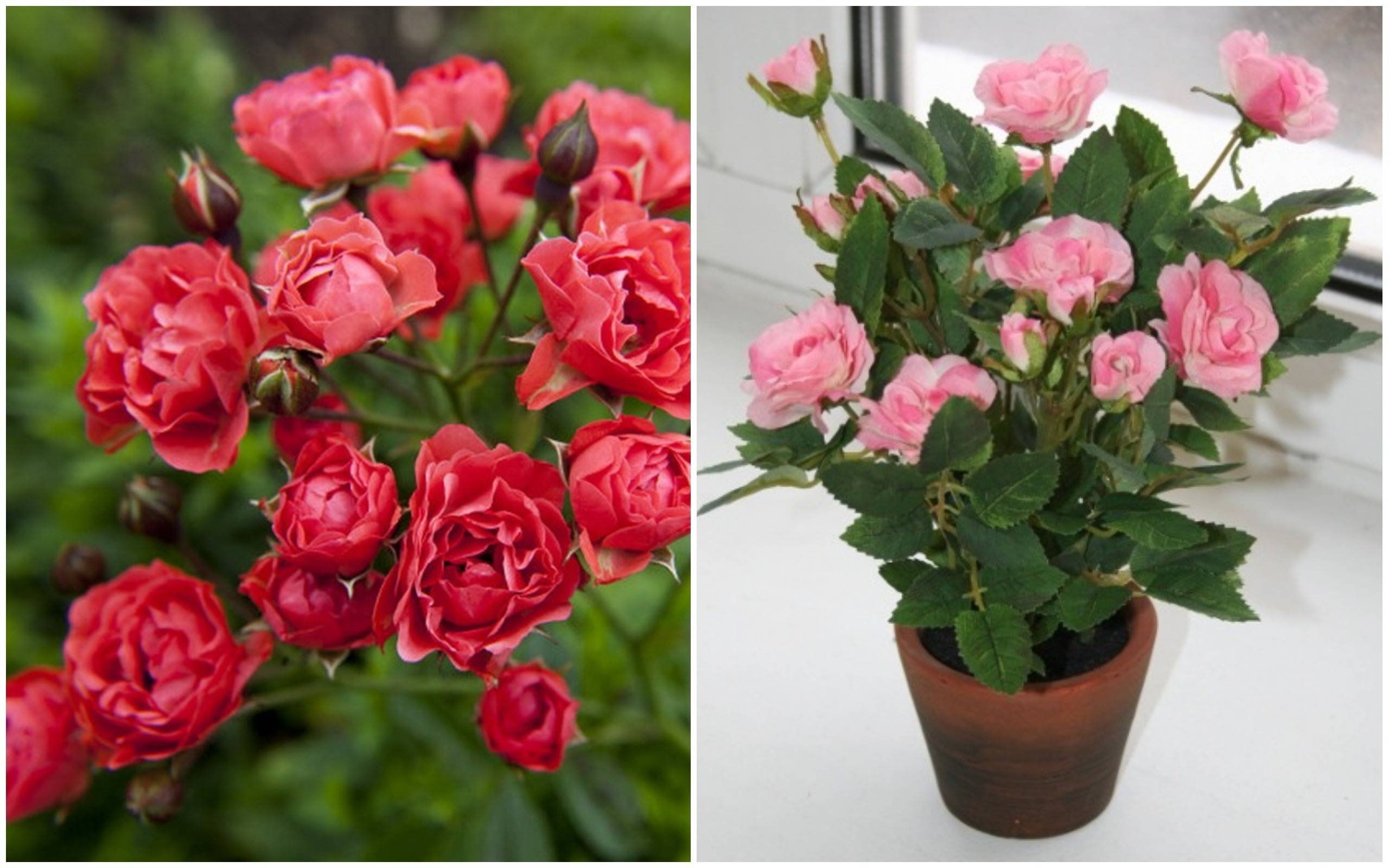 Полиантовые розы фото и описание как посадить
