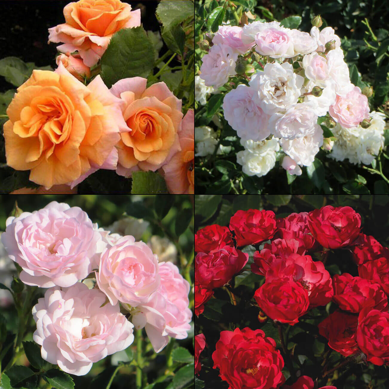 Полиантовые розы фото и описание как посадить