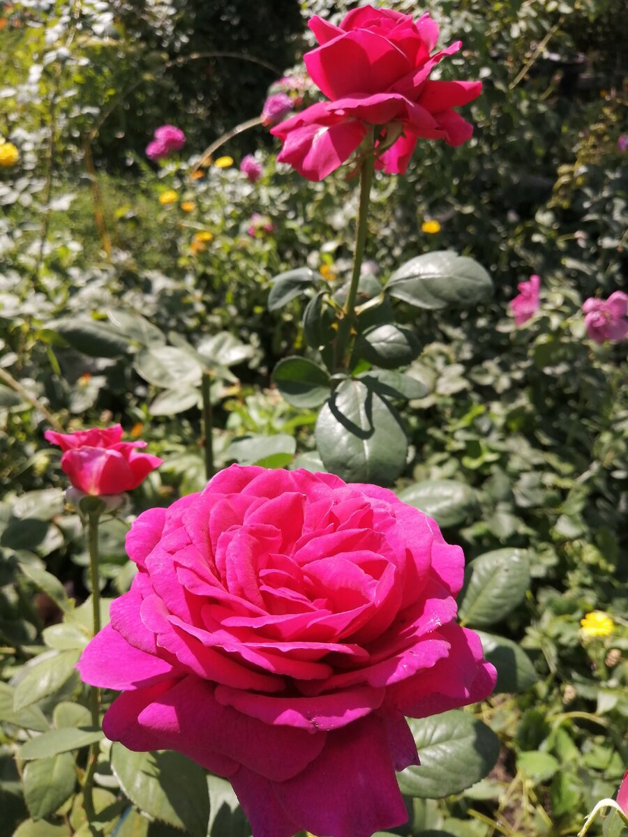 Роза вен роза