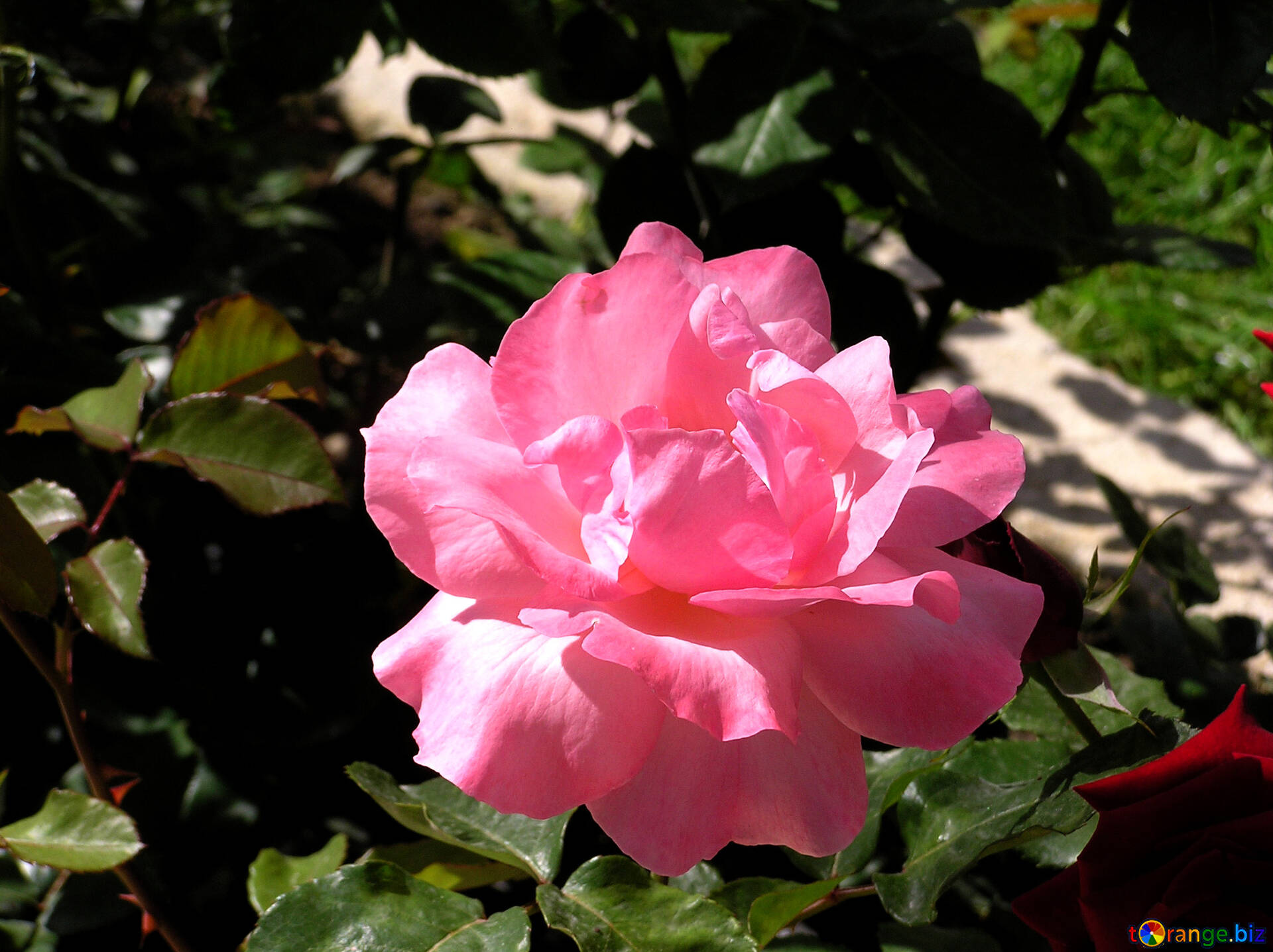 Rose №3916
