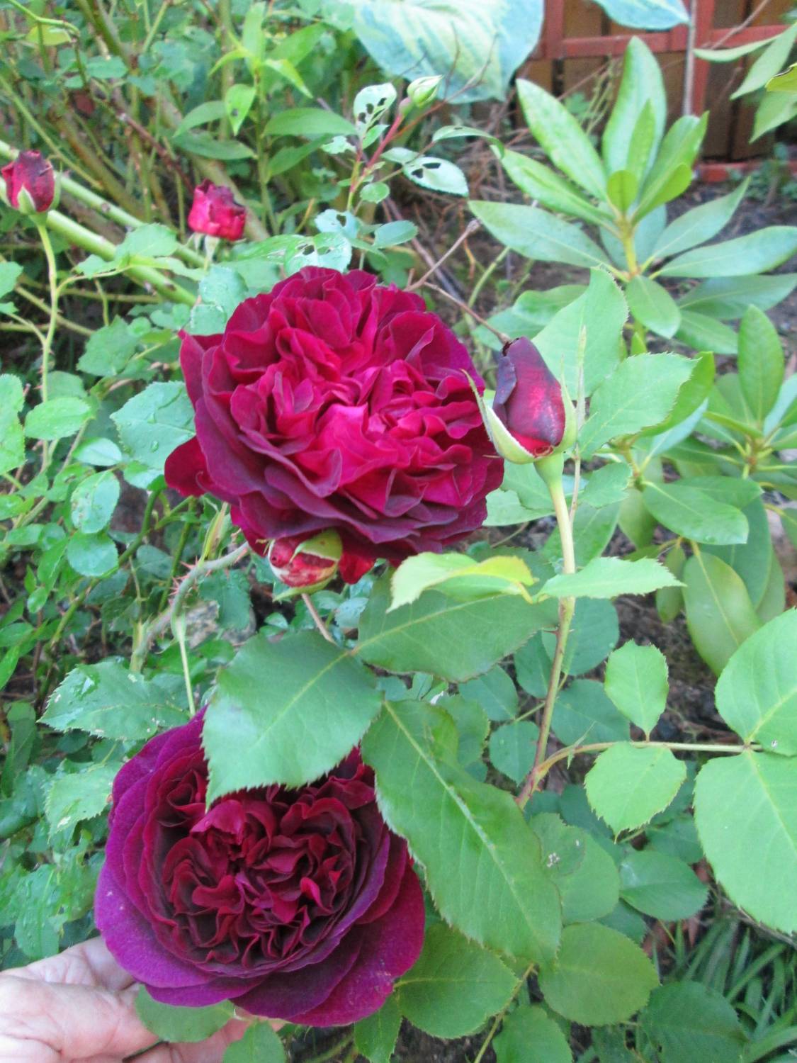 Роза английская кустовая (Rosa Munstead Wood) пакет