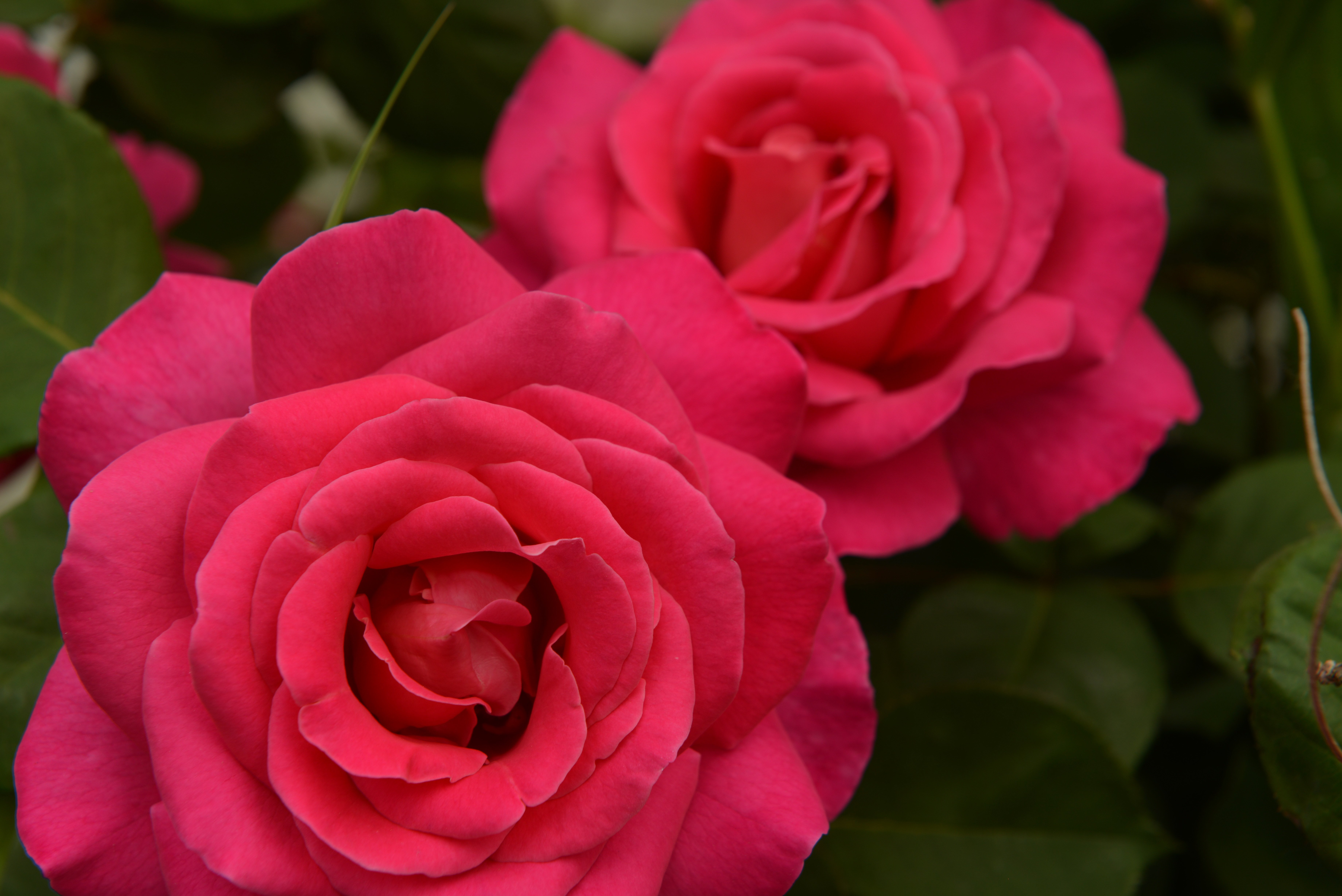 Сорт розы Софи Роуз