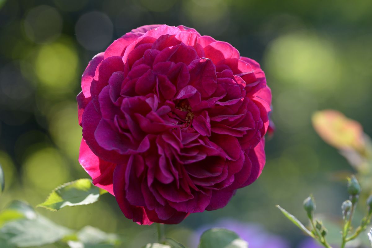 Роза Koning der Rosen