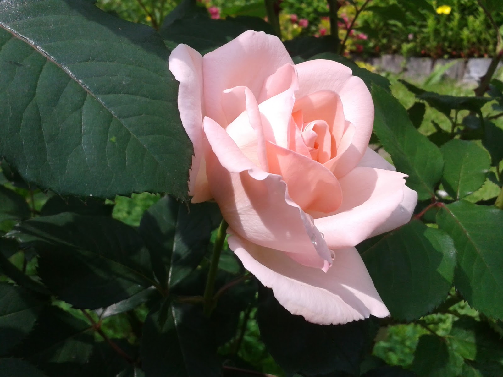 Роза чайно-гибридная фосфор