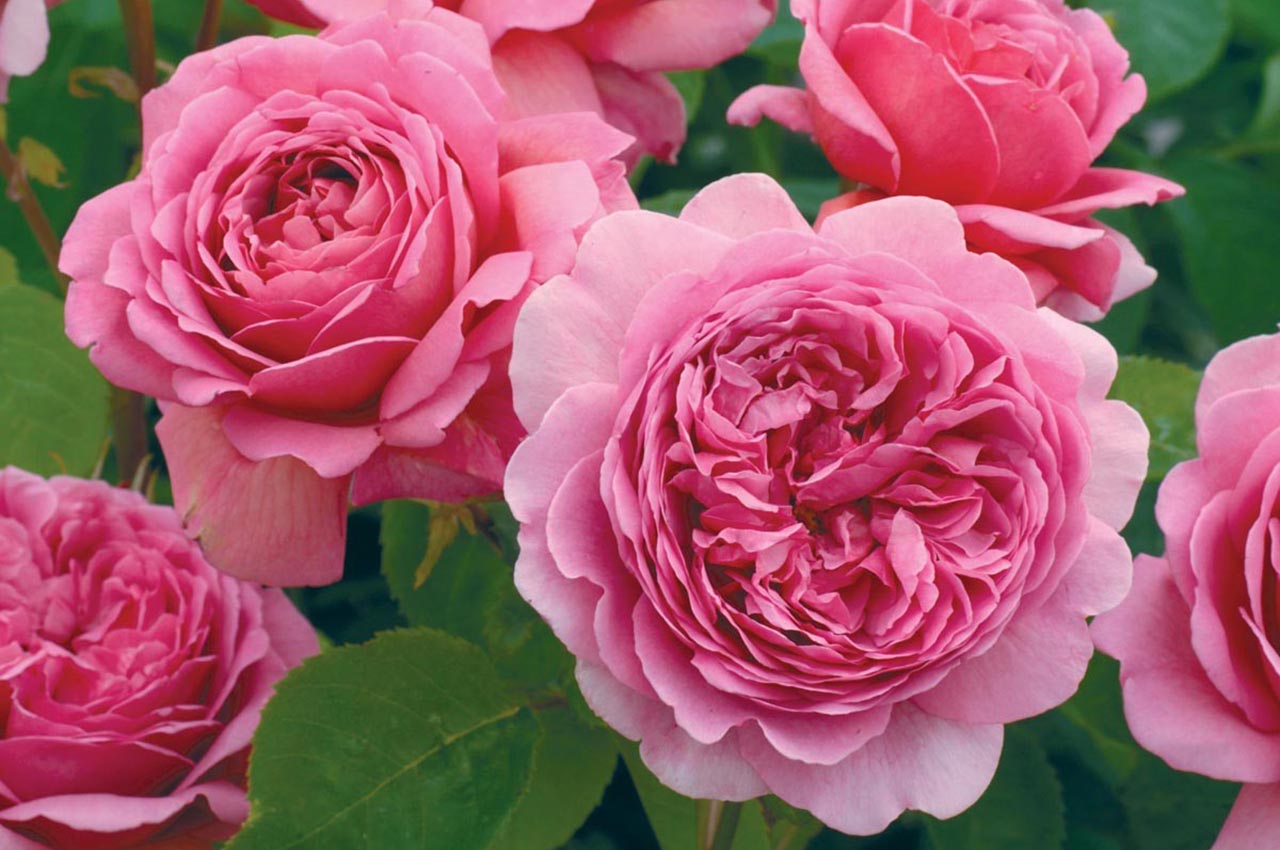 Сорт розы пушкин фото и описание
