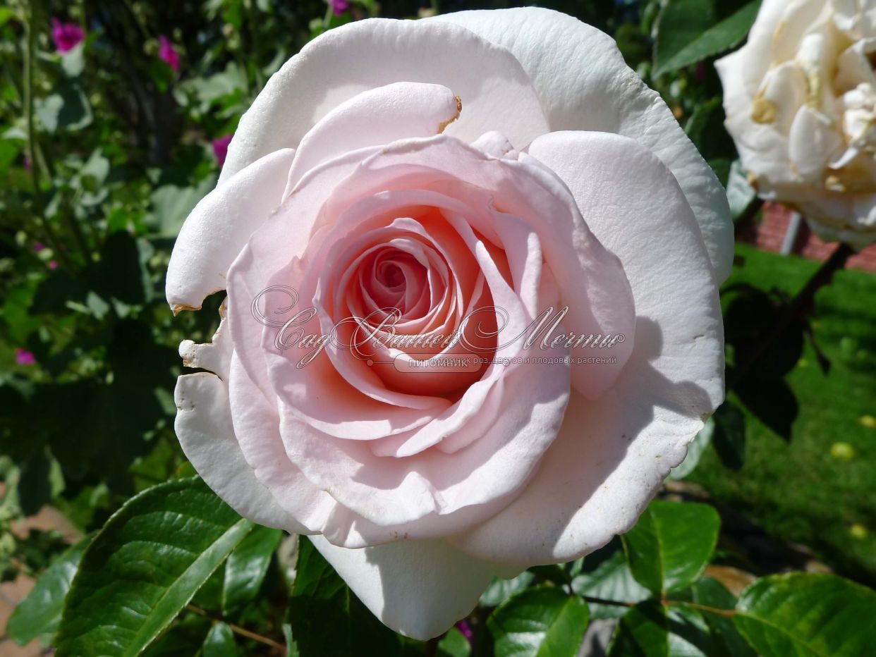 Александр Пушкин Prince jardinier чайно-гибридная роза