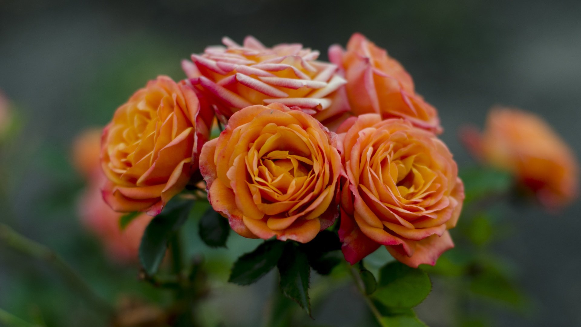Роза Orange Барбара