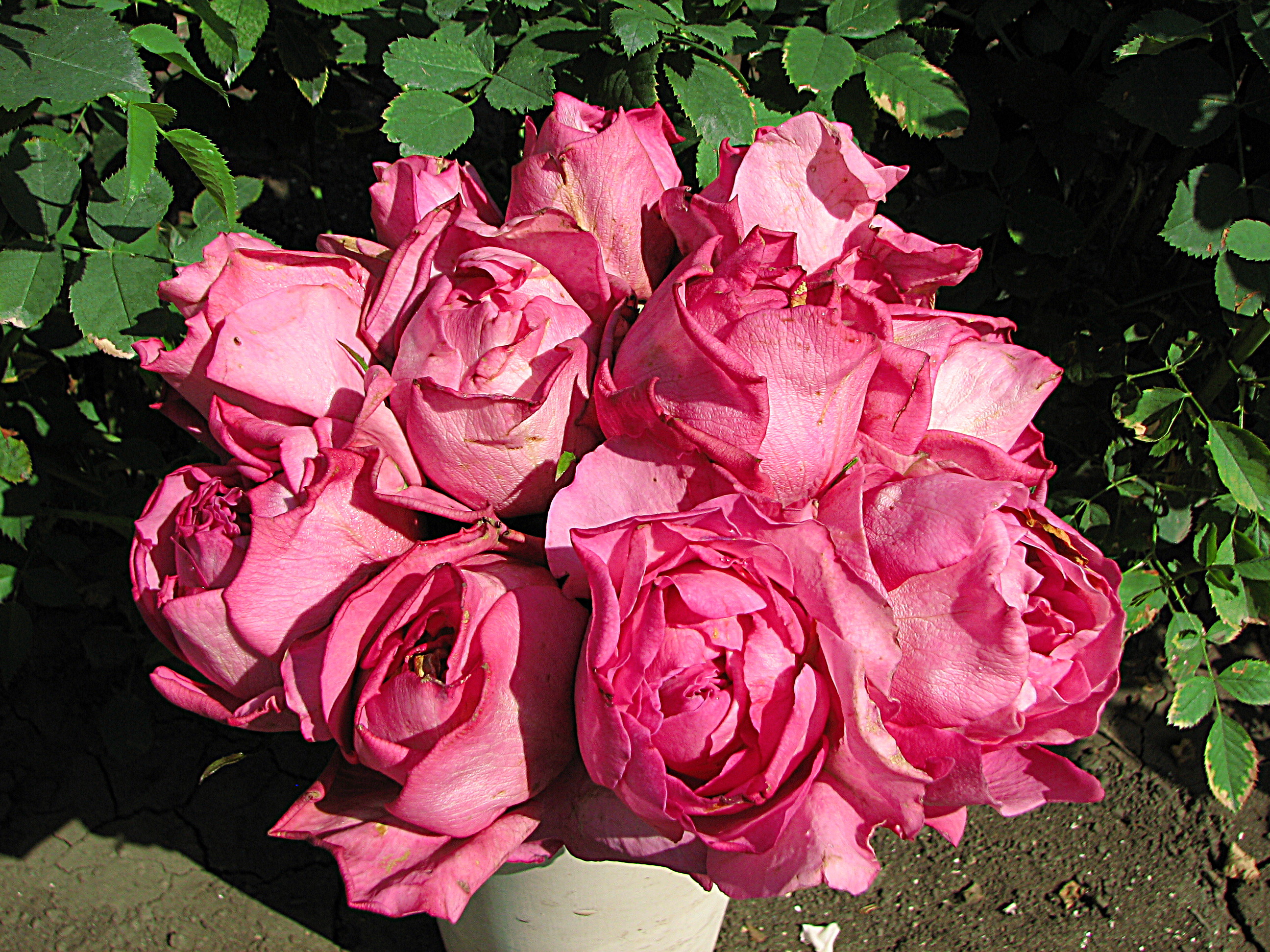 Мияби ча роза описание и фото