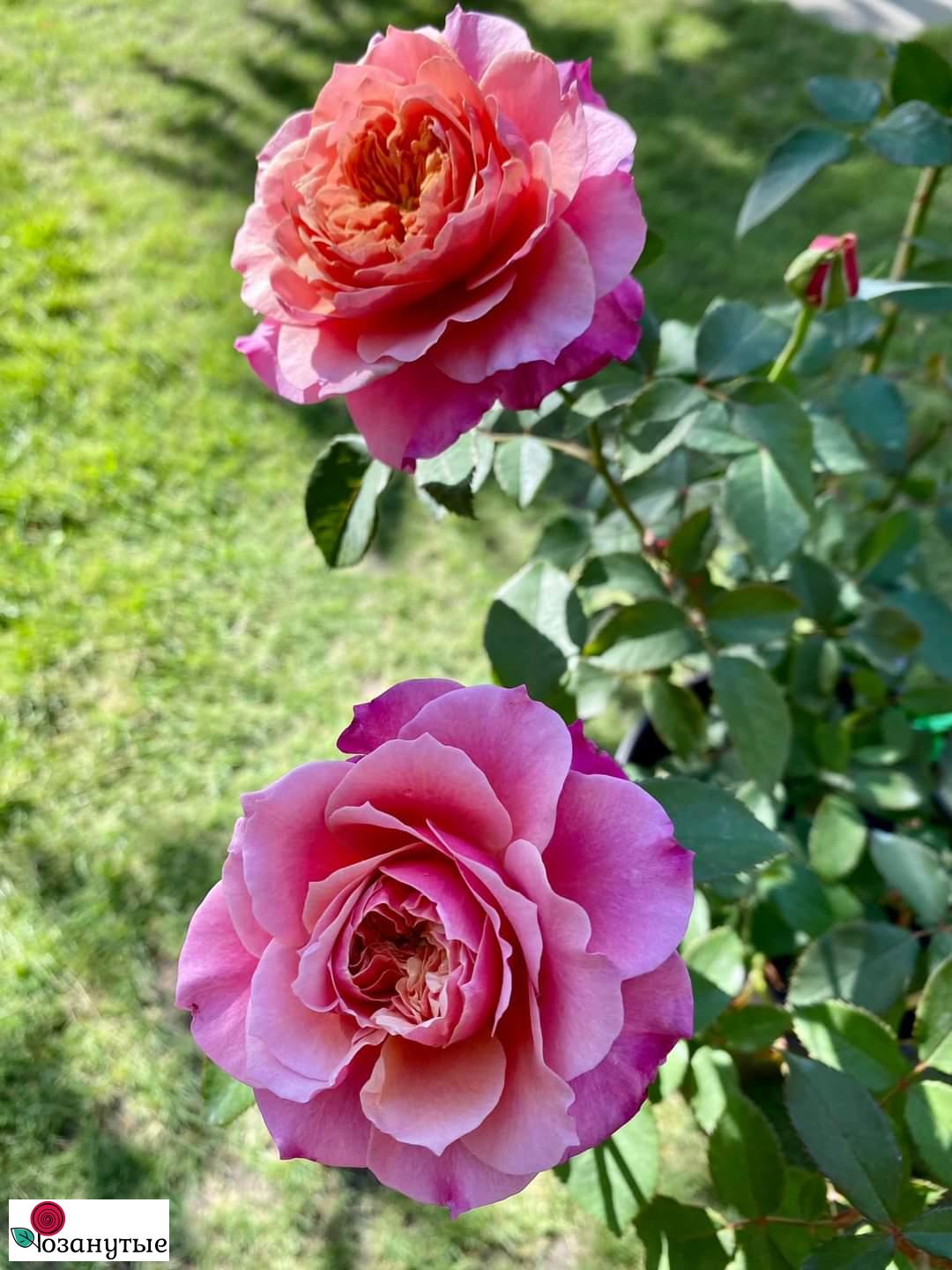 Мияби Miyabi роза