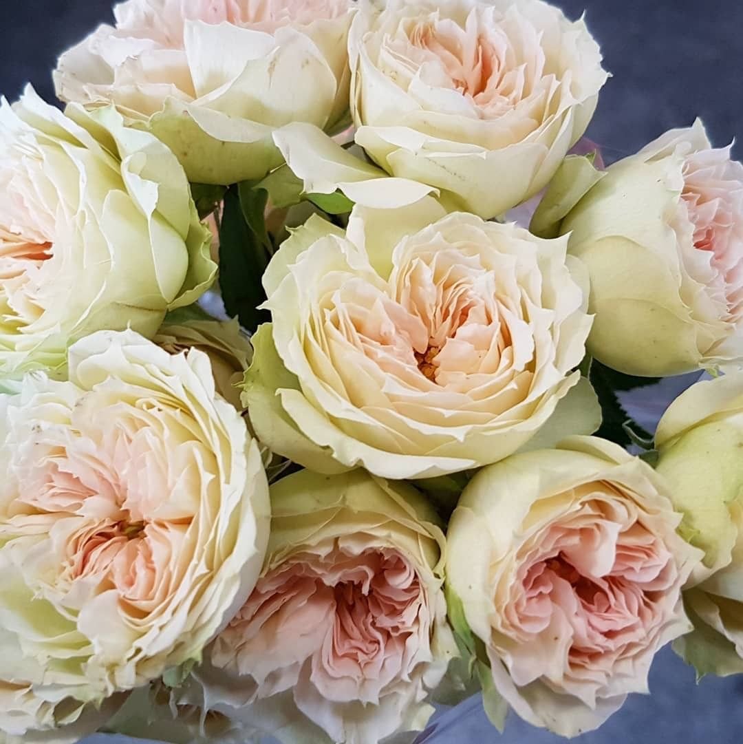Бланшетт Blanchette роза
