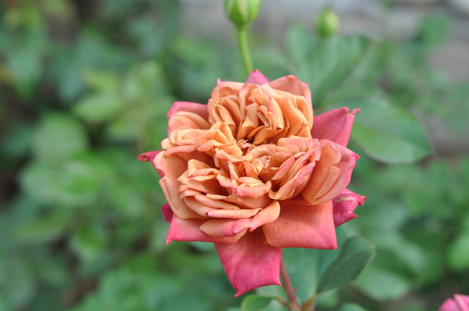 Розы японской селекции фото с названием сорта