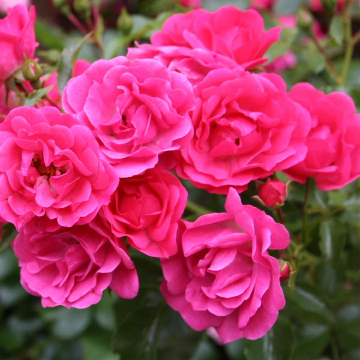 Розы Хейдетраум (Rosa