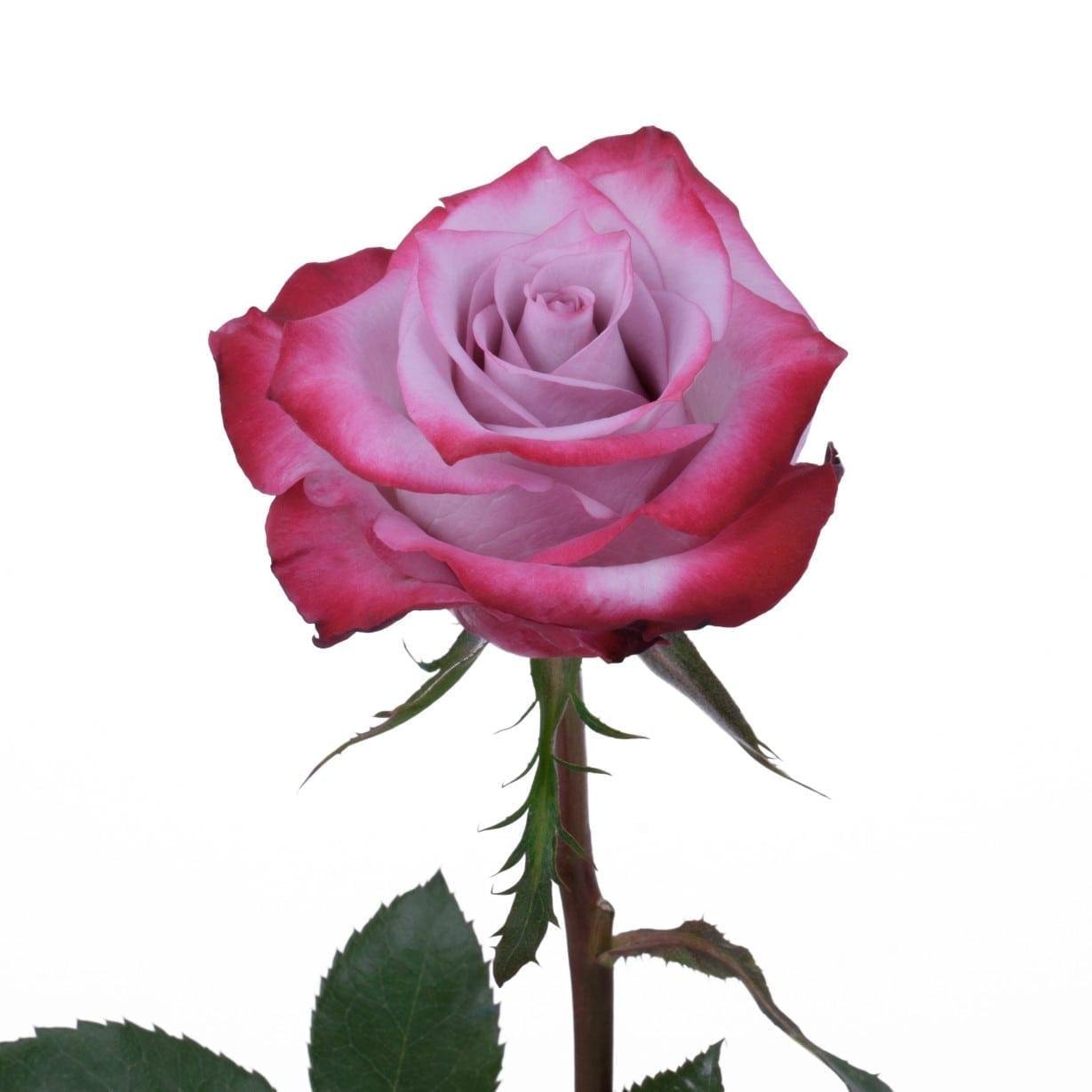 Роза эквадор дип перпл
