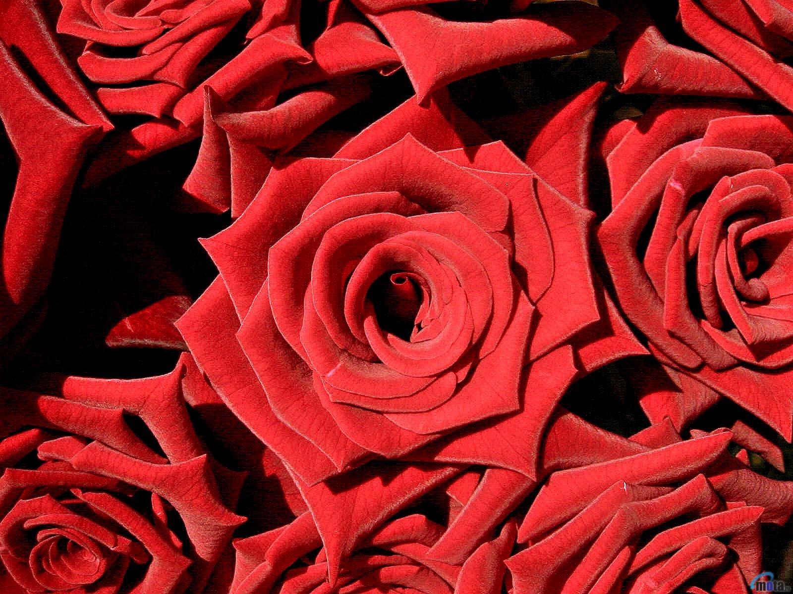 Алые розы мп3. Миллион красных роз. Алые розы. Розы розовые Алые. Алые розы фото.