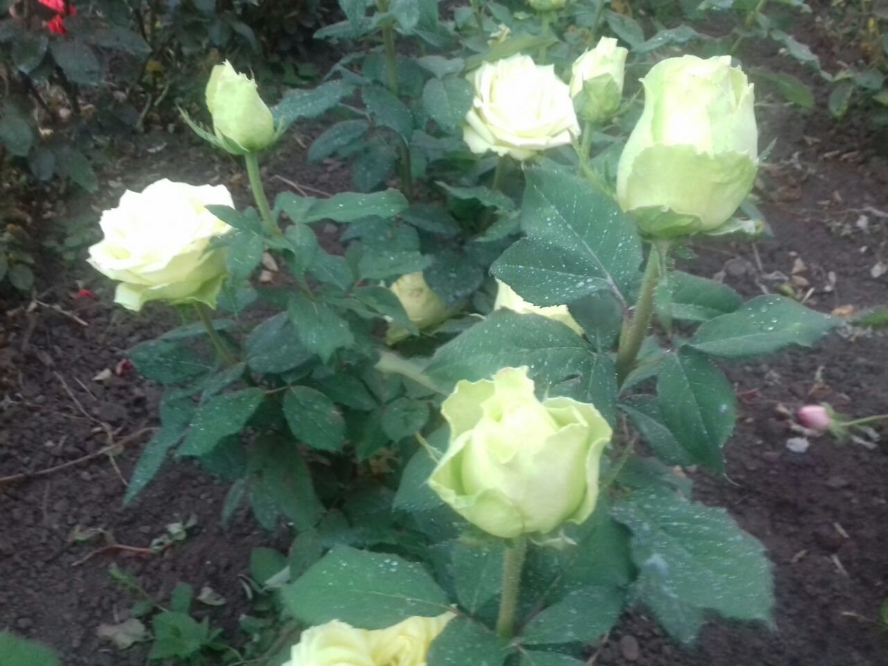Сорт розы Амандина