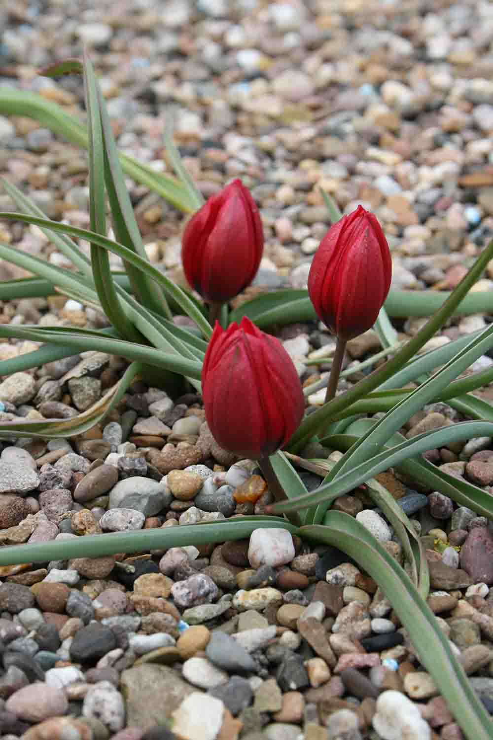 Тюльпан хумилис лилипут