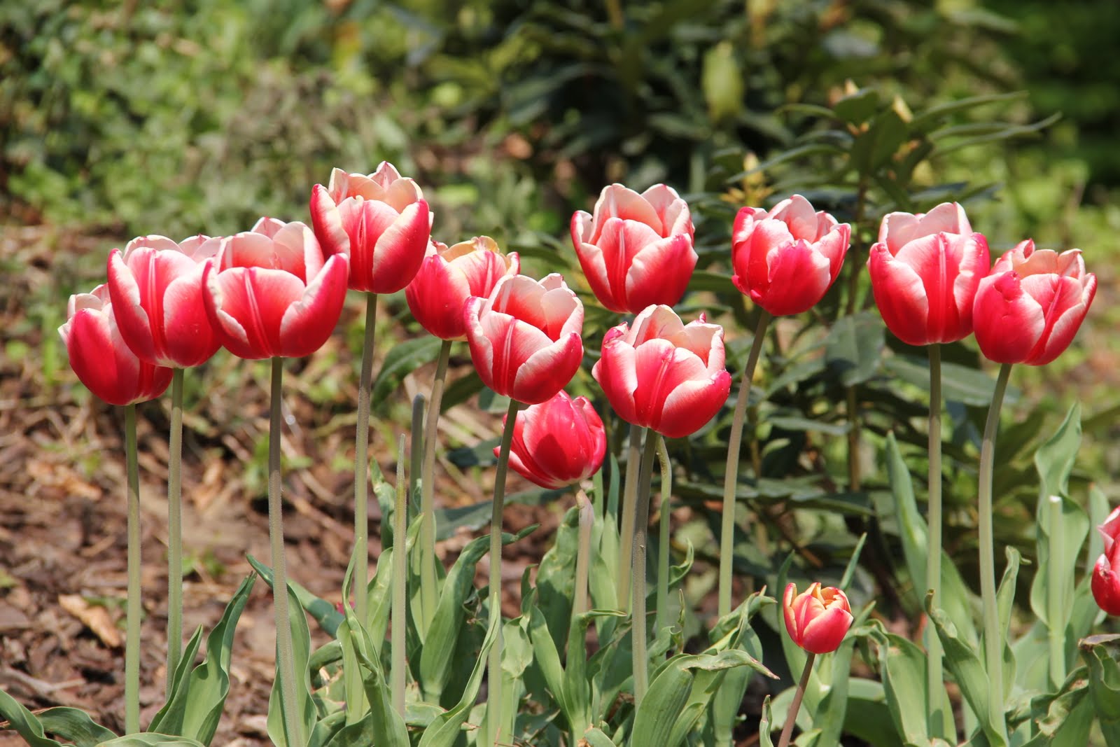 Карликовые тюльпаны сорта с фото и названиями