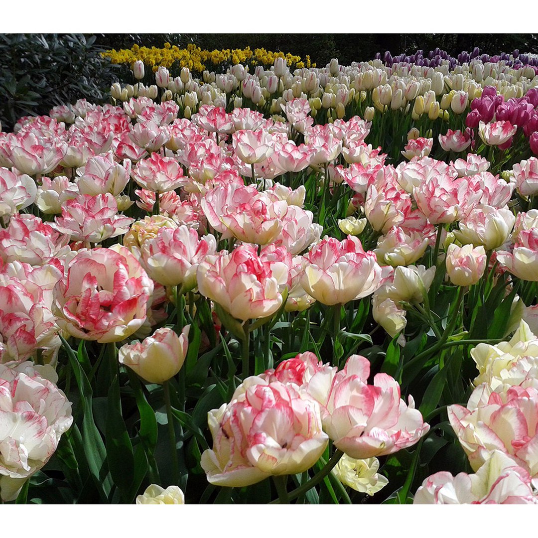 махровые сорта тюльпанов фото