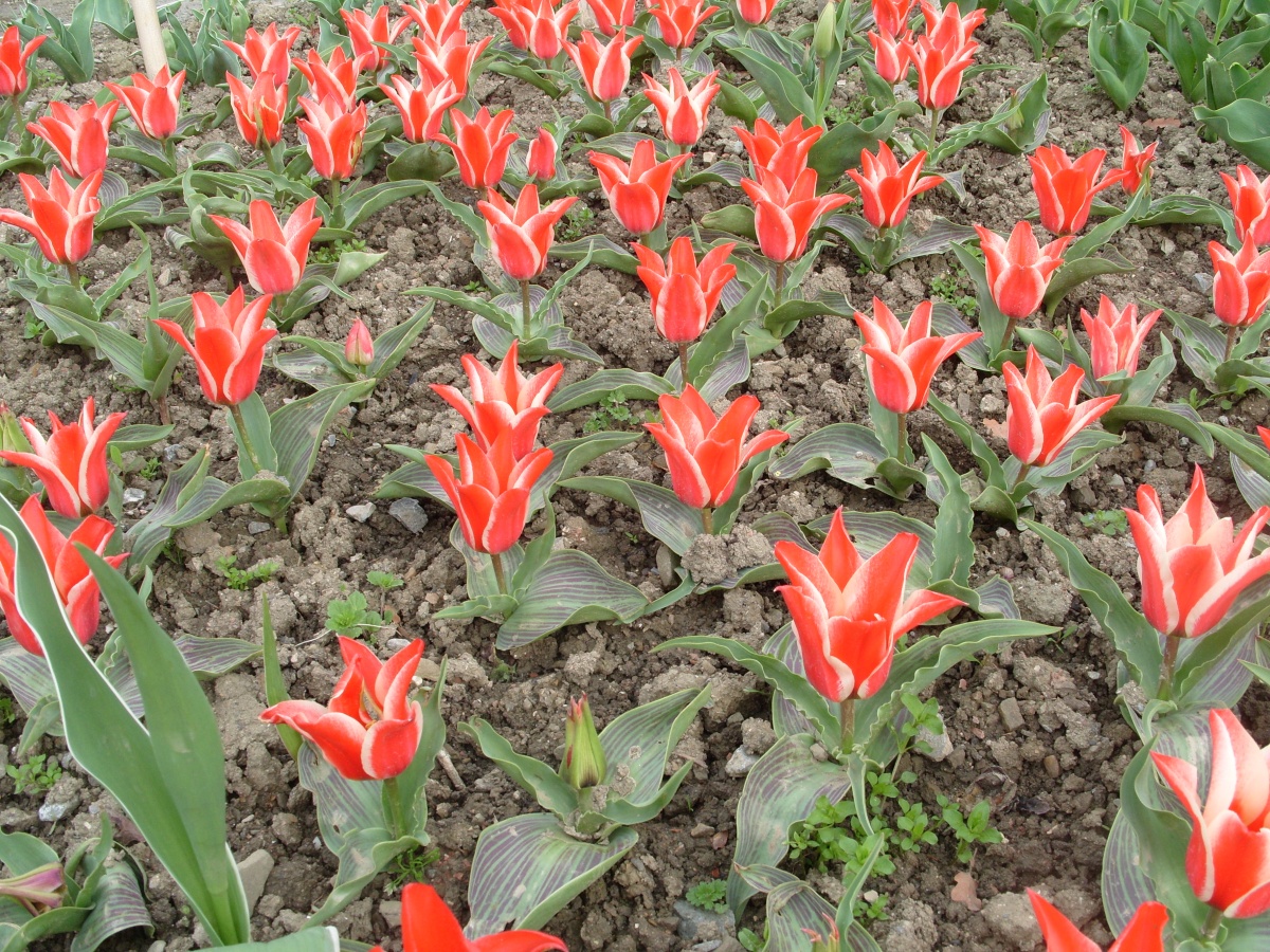 Тюльпаны Грейга низкорослые