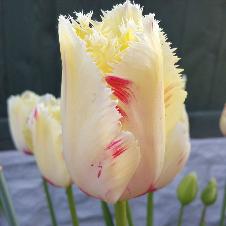 Тюльпаны бахромчатые сорта с фото и названиями