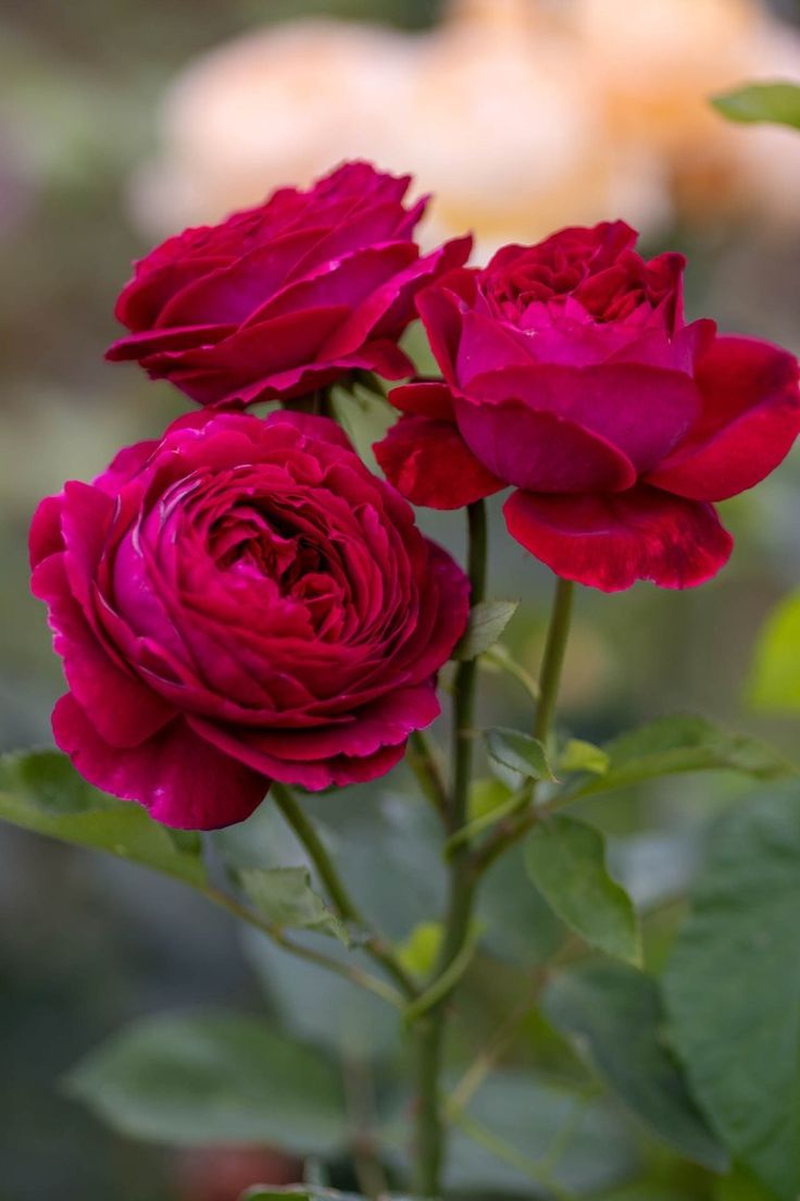 Роза английская кустовая Фальстаф