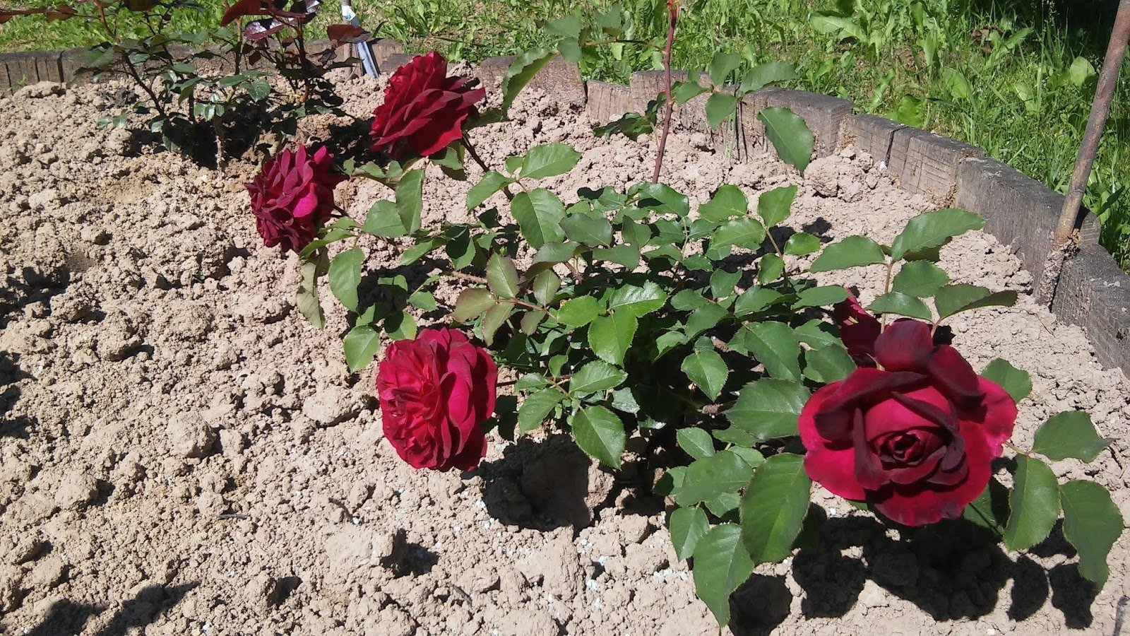 роза готча эквадор