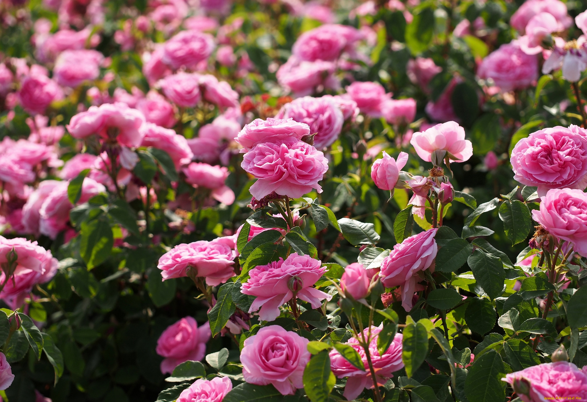 Роза английская кустовая Gertrude Jekyll