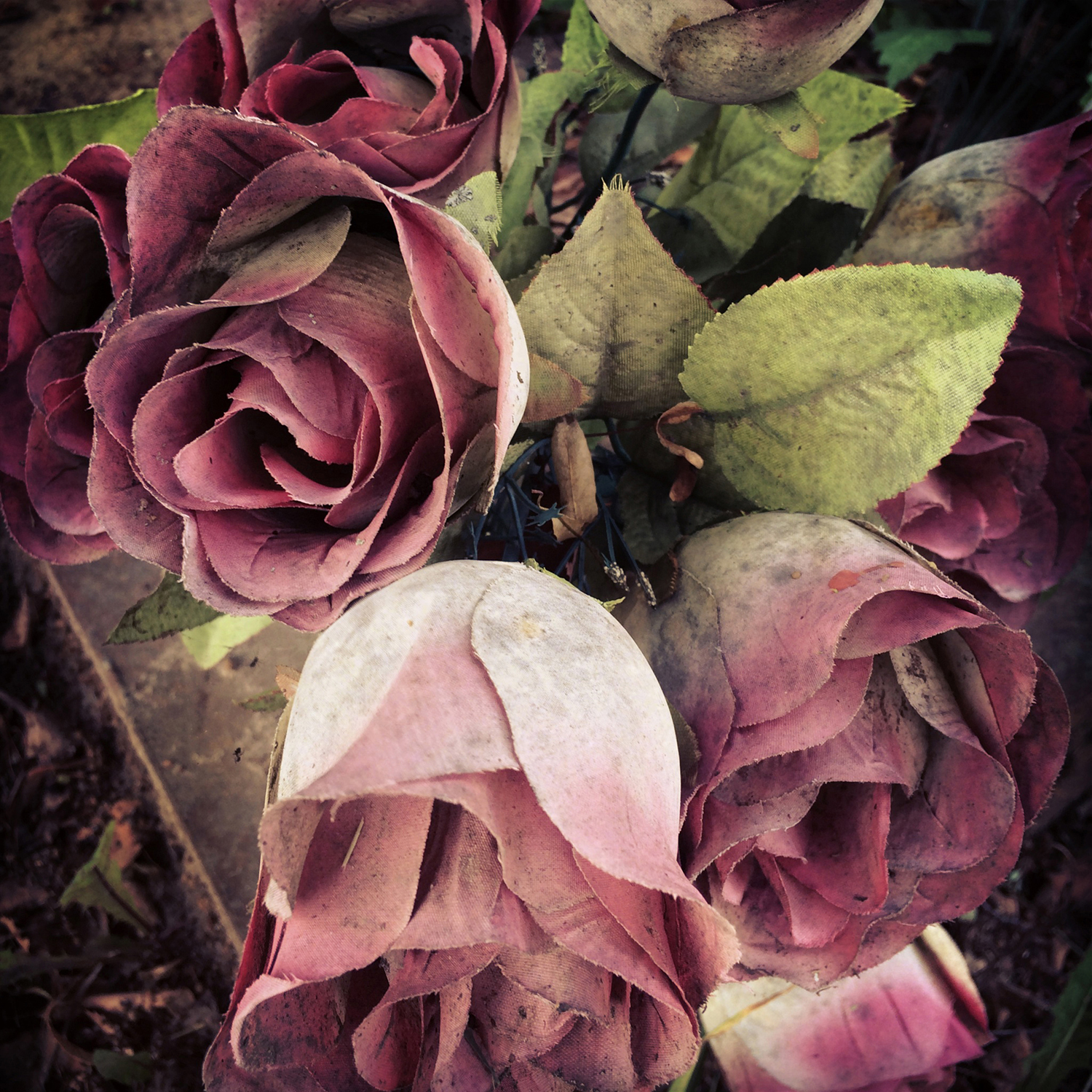 Розы Бернарда панноци