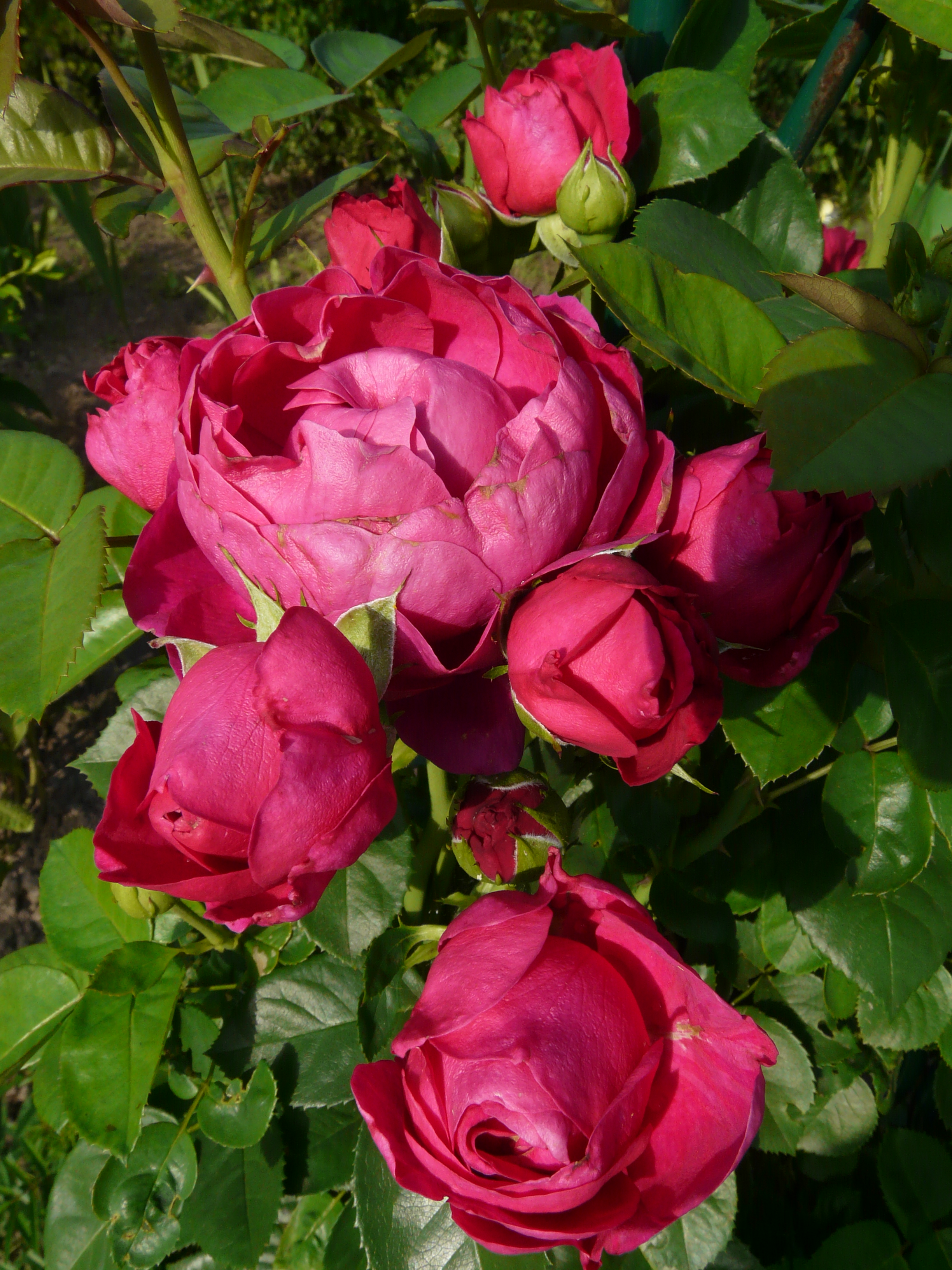 Роза чайно-гибридная аскот