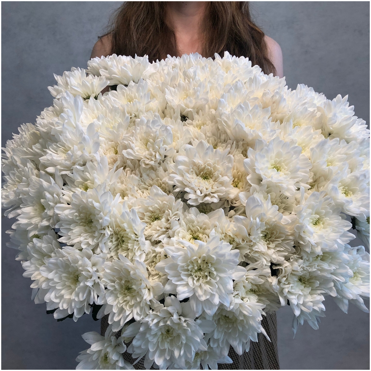 Хризантемы алтай белая фото