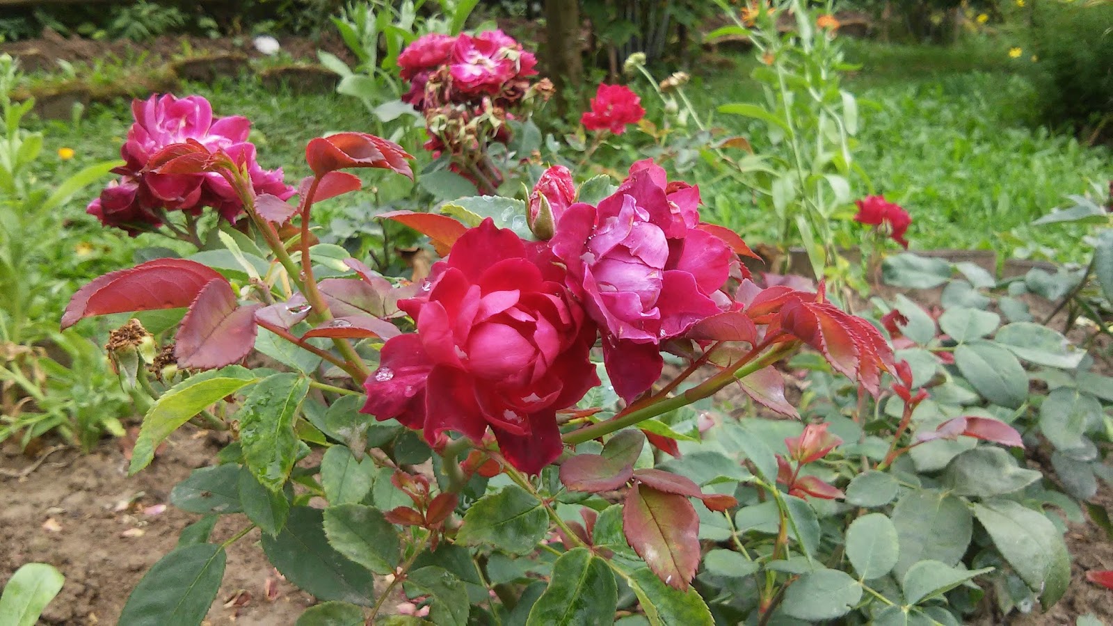 роза кардинал фото