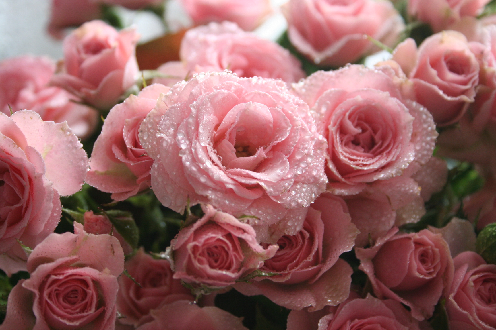 Шикарные розы (102 фото) .