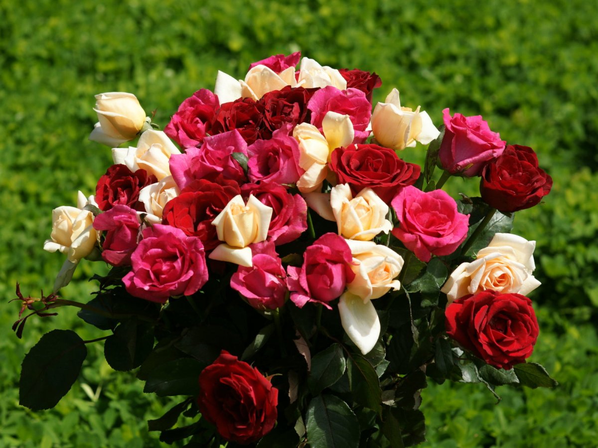 Фото шикарных роз