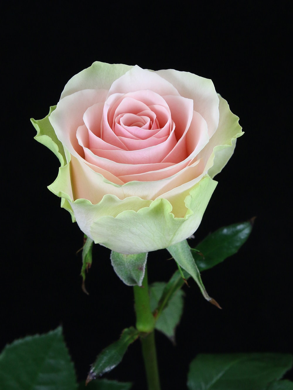 Роза Фрутетто Эквадор