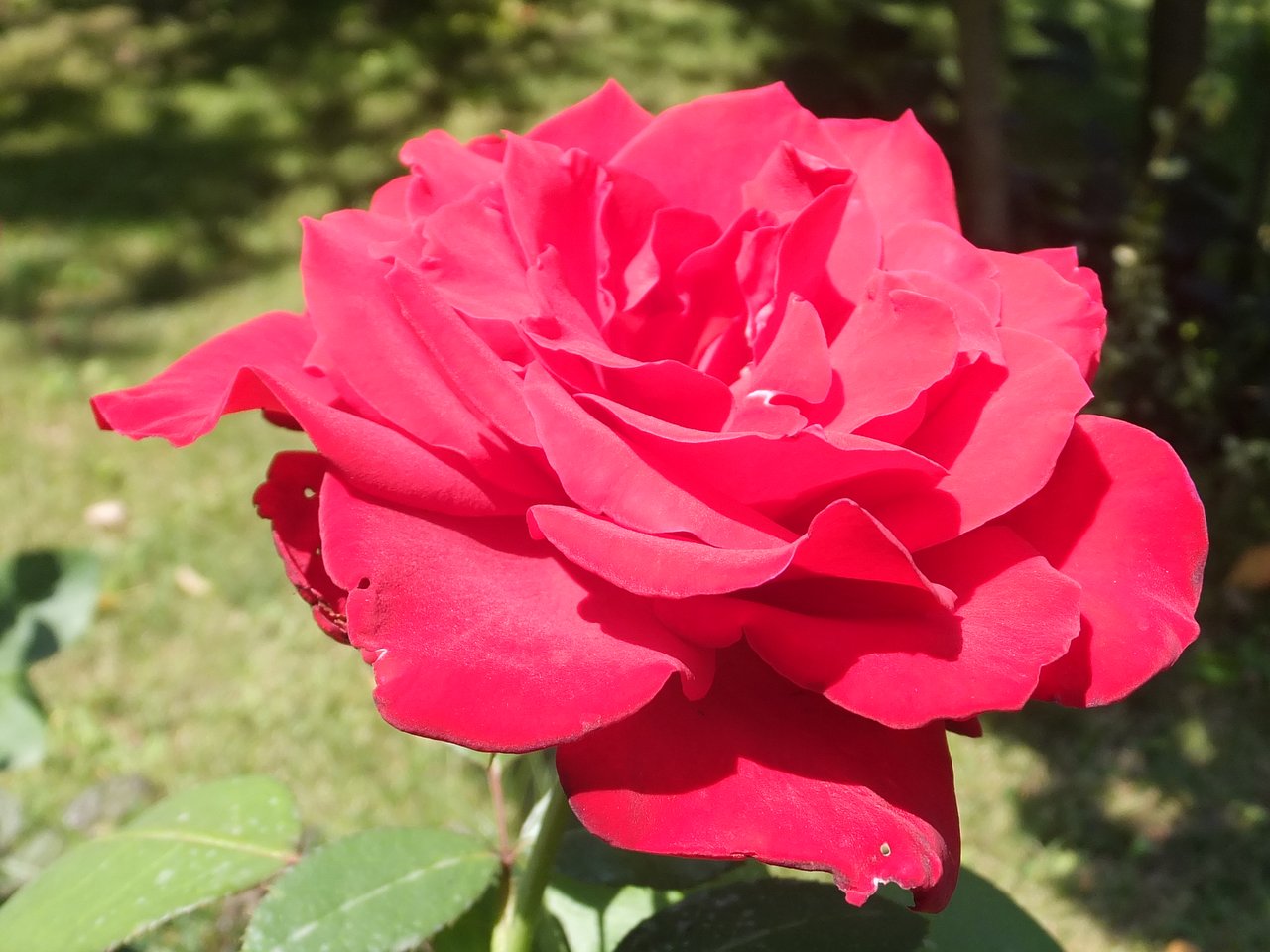 фото розы ред берлин
