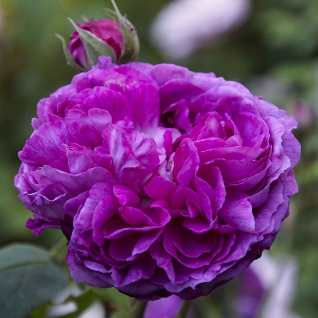 Reine des Violettes роза