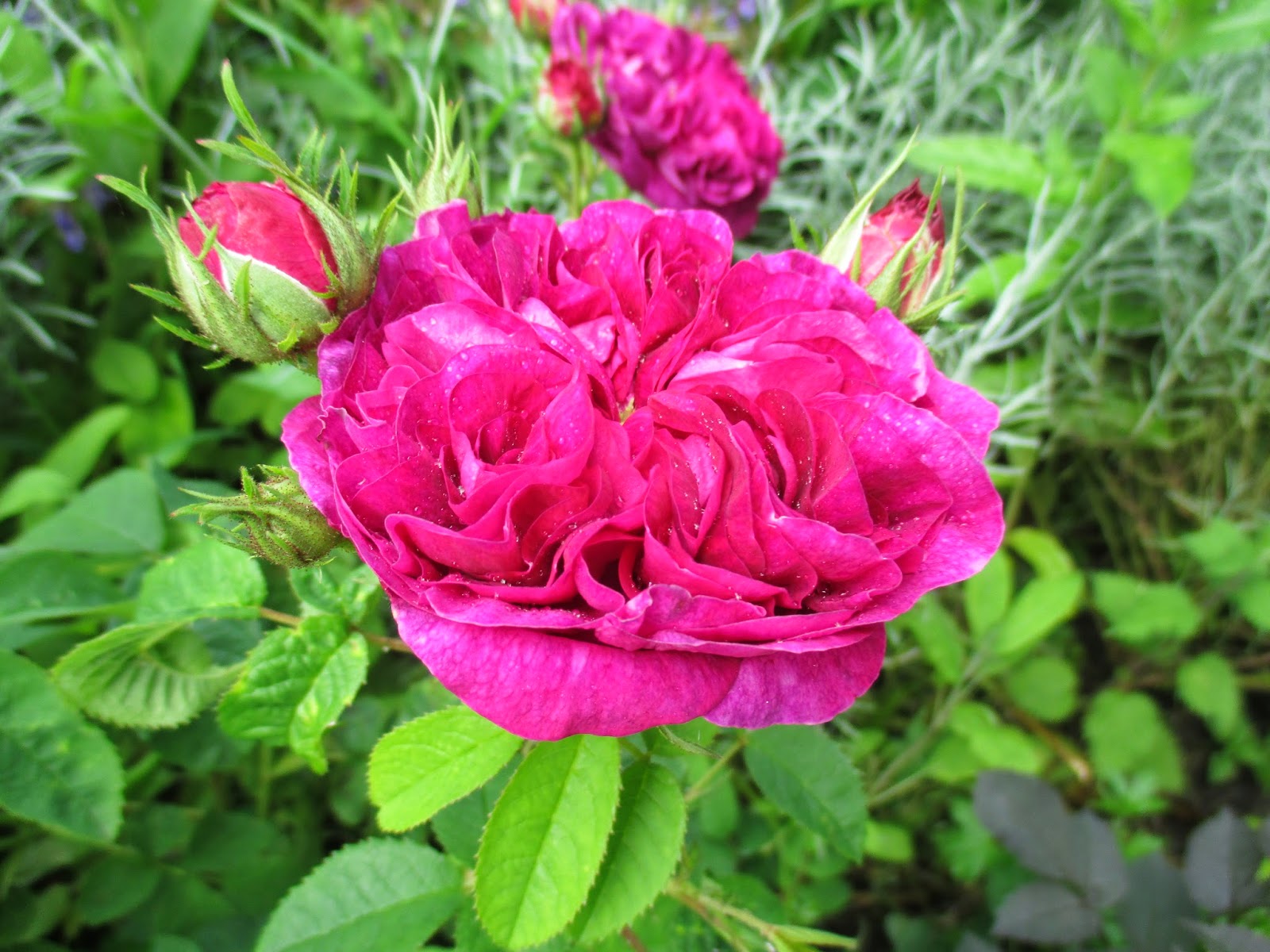 Charles de Mills роза